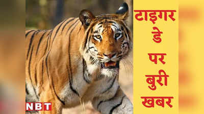 Internation Tiger Day: हिरण के जाल में फंसा बाघ, भूख-प्यास से तड़पकर मौत, इंटरनैशनल टाइगर डे पर आई बुरी खबर
