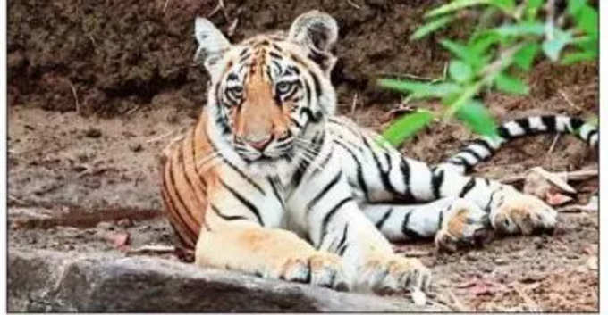 बाघ की यह तस्वीर सचिन तेंडुलकर ने खुद ली है
