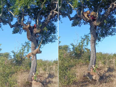 दोघांचं भांडण तिसऱ्याचा लाभ! बिबट्या झाडावर भांडत राहिले अन् खाली तरसांनी पळवली शिकार