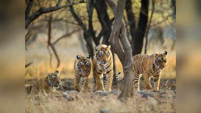 International Tiger Day: চিনা জ্যোতিষে কেমন হন বাঘ চিহ্নের জাতকরা? জানুন আজ আন্তর্জাতিক বাঘ দিবসে