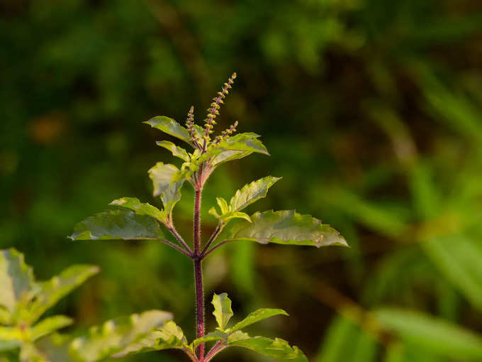 Tulsi Leaf