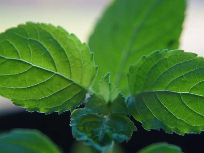 Tulsi Plant