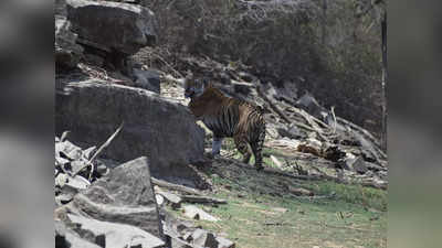 International tiger day: तीनों टाइगरों को रास आ गया है माधव नेशनल पार्क, घूमते हुए फोटो वायरल