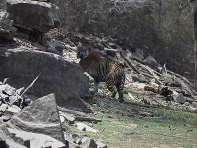 International tiger day: तीनों टाइगरों को रास आ गया है माधव नेशनल पार्क, घूमते हुए फोटो वायरल