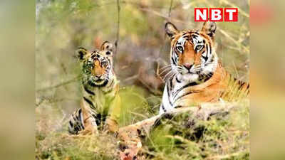MP News: बाघों की संख्या में एमपी सबसे आगे, एक साल में 526 से बढ़कर हुए इतने...