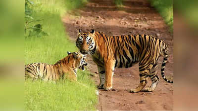 World Tiger Day: यूपी में बाघों की आबादी बढ़कर हुई 205, चार साल में हुई 18 पर्सेंट की बढ़ोतरी