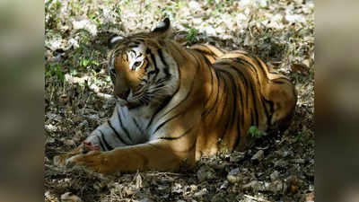 World Tiger Day: बिहार हो गया बाघों का प्रदेश! VTR में 8 साल में 54 हुई टाइगर्स की संख्या
