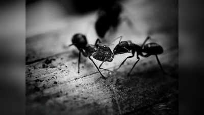 Black Ants: ঘরে পিঁপড়ের সারি? জেনে নিন শুভ না অশুভ, কী ঘটতে চলেছে আপনার সঙ্গে!