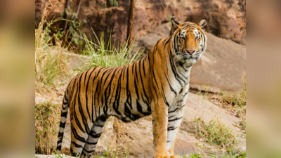 गुड न्यूज: चार साल में 24% बढ़ गई बाघों की आबादी, देखिए किस राज्य में कितने टाइगर