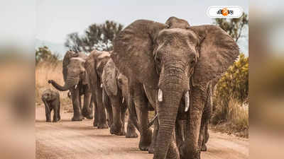 Elephant Attack : বাঁকুড়ায় কারেকশনাল হোমে সহবত শিখবে বেয়াড়া হাতি