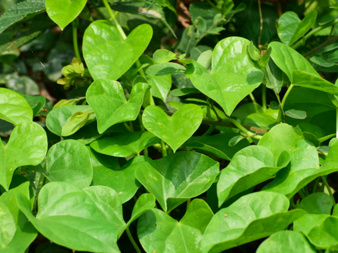 ​ಅಮೃತಬಳ್ಳಿ​