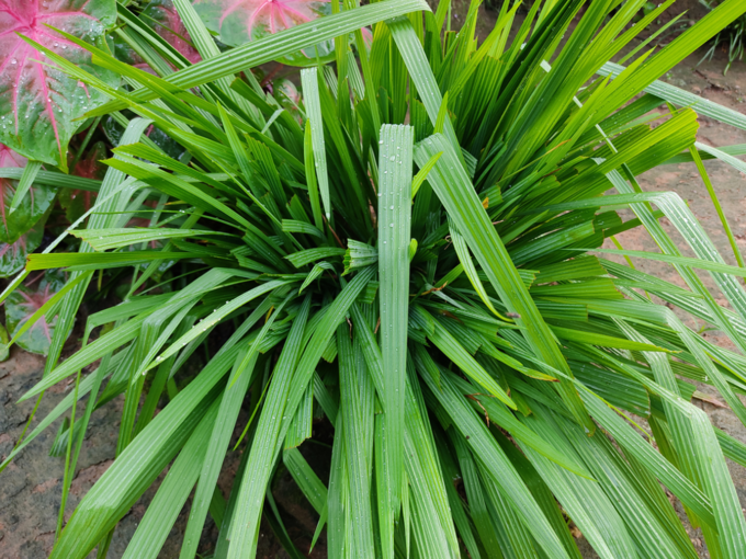 ​ಮಜ್ಜಿಗೆಹುಲ್ಲು​