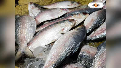 Hilsa Fish : বাড়ছে ইলিশ উৎপাদন! রুপোলি শস্য মিলবে জলের দরে?