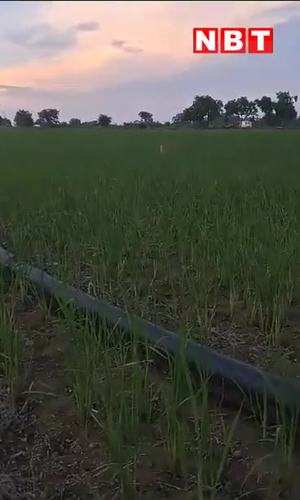 leopard roaming fearlessly in fields badaun villager farmer fear badaun video news