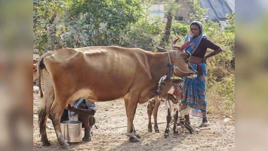 கால்நடை வளர்ப்பு.. தீனதயாள் அந்தியோதயா யோஜனா சிறப்பு ஏற்பாடு!