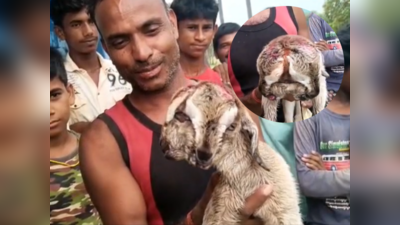 Unique Goat Born: बिहार में जन्‍मी दो सिर और चार आंख वाली बकरी, सोशल मीडिया पर मचा तूफान