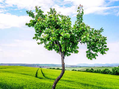 मध्यप्रदेश के इस पेड़ को मिलती है Z+ सुरक्षा, देखभाल में तो हर साल खर्च हो जाते हैं 15 लाख…ऐसा क्या है? जानिए