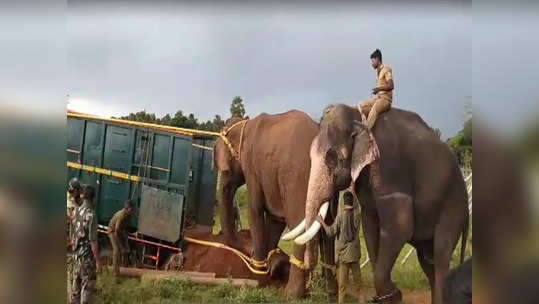 பிடிபட்டது மக்னா யானை...பொள்ளாச்சி மக்கள் நிம்மதி