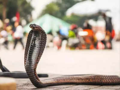 Jalaun News: बारिश में फैल रहा सांप का जहर, जालौन और महोबा में 3 मौतें, मरने वालों में दो भाई बहन भी शामिल