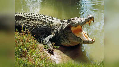 Crocodile Meat: అమ్మకానికి మొసలి మాంసం.. ఒకరు అరెస్ట్ 