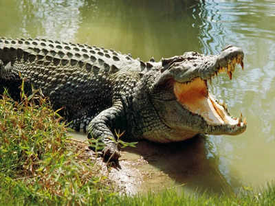 Crocodile Meat: అమ్మకానికి మొసలి మాంసం.. ఒకరు అరెస్ట్