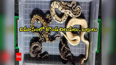 Python: వీడెవడండీ బాబు.. కొండచిలువలు, బల్లులతో విమానం దిగిన వ్యక్తి 