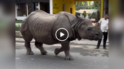 Rhino Viral Video: बाजार की सड़क पर पहुंच गया गैंडा, लोगों ने जो किया उसकी उम्मीद आपने नहीं की होगी!