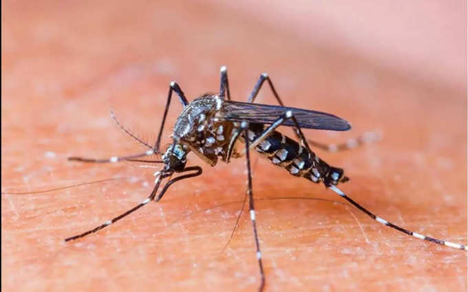 7 महीने में डेंगू के 243 केस, इनमें 121 सिर्फ जुलाई में