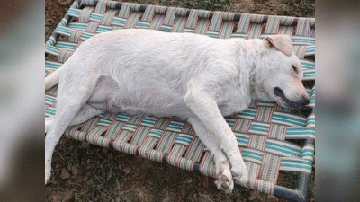 दूध का कर्ज: बेड पर चढ़ रहे सांप से भिड़ गया मैगी, जान देकर पालतू कुत्‍ते ने मालिक के बेटों को बचाया