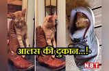 Cat Funny Photos: जूते से लेकर सिंक में सोने तक... बिल्लियों के इन कारनामों को देखकर छूट जाएगी आपकी हंसी!