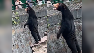 भालू है या इंसान? दो पैरों पर खड़ा हुआ जानवर, वीडियो वायरल होने के बाद चीन के चिड़ियाघर ने दी सफाई