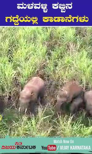 vijaykarnataka/cities/mandya/wild-elephants-raided-in-sugarcane-field-mandya-malavalli-eaten-destroys-crops