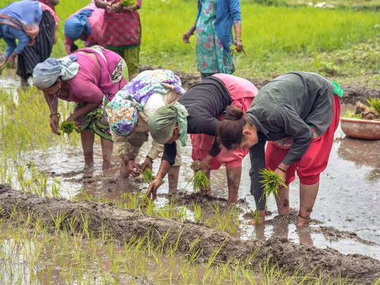 ಬೆಳೆ ವಿಮೆ ನೋಂದಣಿಗೆ ಇನ್ನಷ್ಟು ಟೈಂ ಕೊಡಿ, ರೈತರ ಆಗ್ರಹ