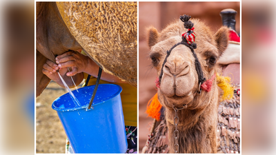 Camel Milk: गाय के दूध को टक्‍कर दे सकता है 1 कप ऊंटनी का दूध, Sugar के मरीजों के लिए तो माना गया अमृत