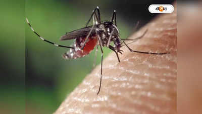 Dengue Malaria : এক শরীরে ম্যালেরিয়ারও