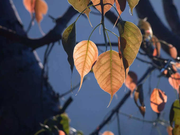 Peepal Tree