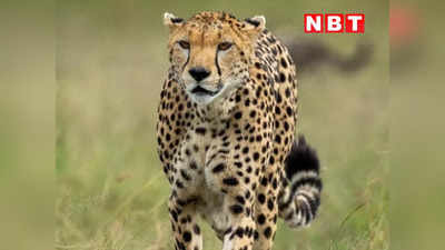 Cheetah Death: कूनो में एक और चीते ने तोड़ा दम, मादा चीता धात्री की गई जान, अब तक 9 की मौत