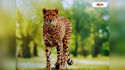 Kuno National Park Cheetah : কুনো এবার ধাত্রীহারা, নবম অতিথির মৃত্যুতে ঘনাচ্ছে রহস্য