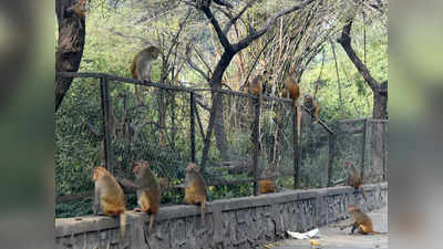 बंदर अब आप के घरों में न आएं, इसलिए दिल्ली के वन विभाग ने कर ली है खास प्लानिंग