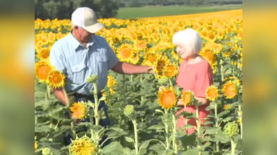 50वीं सालगिरह पर किसान ने पत्नी को तोहफे में दिया 12 लाख सूरजमुखी फूल, वायरल तस्वीर देख दिल खुश हो जाएगा