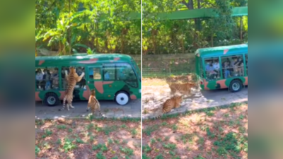 Zoo में टूरिस्ट से भरी गाड़ी को बाघों के झुंड ने घेरा, फिर दूर तक करते रहे पीछा, रोंगटे खड़े कर देने वाला वीडियो वायरल