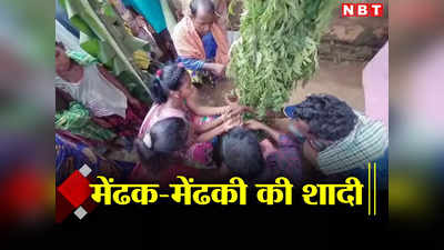 Dumka News: मानसून की बेरुखी से मायूस किसान इंद्र देव को मनाने के लिए कर रहे हैं अनोखे अनुष्ठान, मेंढक-मेंढकी की कराई शादी