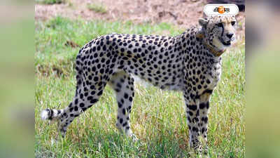 Kuno Cheetah Death : ফের মৃত চিতা, খবরই পাচ্ছেন না বিশেষজ্ঞরা