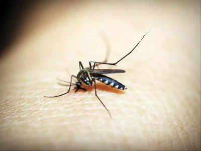 सावधान! गाजियाबाद के इन इलाकों में डेंगू का आतंक,18 से ज्यादा क्षेत्र आए चपेट में