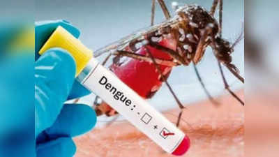 राजस्थान में डेंगू से इस साल पहली मौत, पिछले 14 दिन में 950 के पार हुआ मरीजों का आंकड़ा