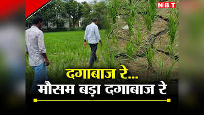 Bihar: दगाबाज मौसम ने किया परेशान, गोपालगंज में धान के खेतों में दरार से किसान हलकान