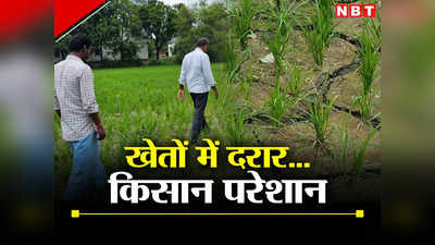 Bihar: गोपालगंज में भगवान इंद्र किसानों से नाराज, धान के खेतों में दरार की तस्वीरें देखकर रो रहे किसान