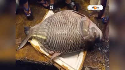 Fish Market In West Bengal : বাজারে ৪৮ কেজির কাতলা মাছ! কত টাকায় বিক্রি হল জানেন?