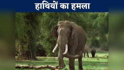 Jashpur News: हाथियों के हमले से एक किसान और महिला की मौके पर ही मौत, प्रशासन ने ग्रामीणों को किया अलर्ट