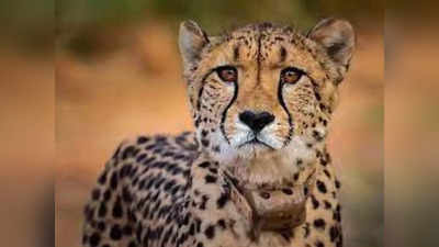 Cheetah Project News: कूनो नेशनल पार्क में कैसे सफल होगा चीता प्रोजेक्ट? विदेशी एक्सपर्ट्स ने सरकार को दी सलाह
